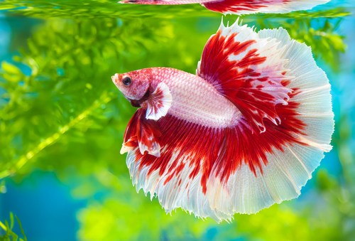 How Big Do Betta Fish Get? - Your Aquarium Place