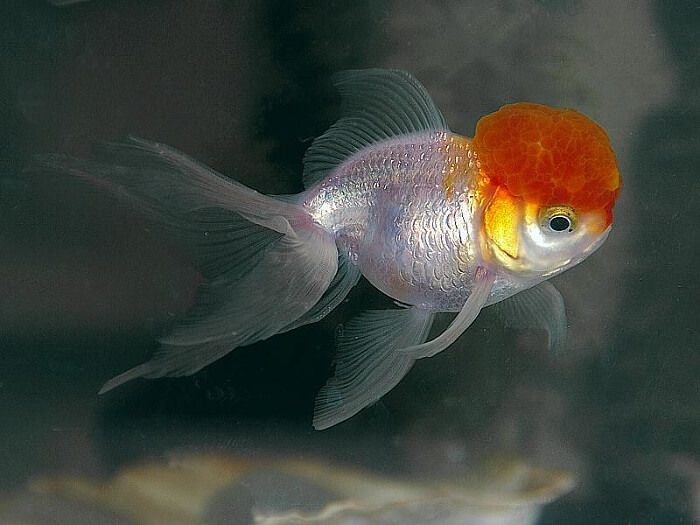 Oranda Goldfish Care Guide - Your Aquarium Place