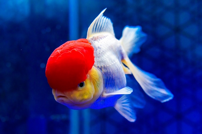 Oranda Goldfish Care Guide - Your Aquarium Place