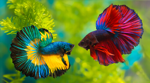 Can Male And Female Betta Fish Live Together - Your Aquarium Place