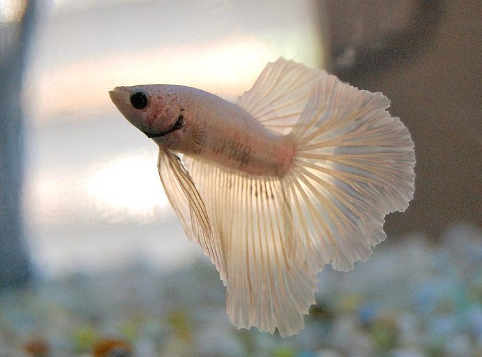 White Betta Fish Care Guide - Your Aquarium Place