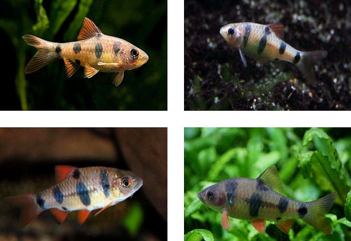 10 Most Recommended Barb Fish Types - Your Aquarium Place