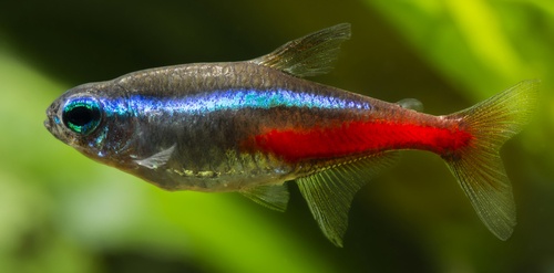 How To Tell If You Have Pregnant Neon Tetra - Your Aquarium Place