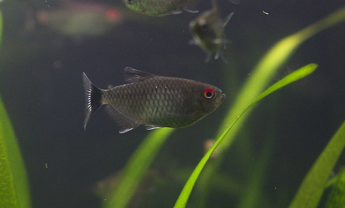 Red Eye Tetra Care Guide Your Aquarium Place