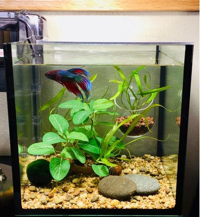 How To Clean A Betta Fish Tank Your Aquarium Place