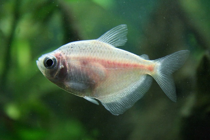 White Skirt Tetra Care Guide - Your Aquarium Place