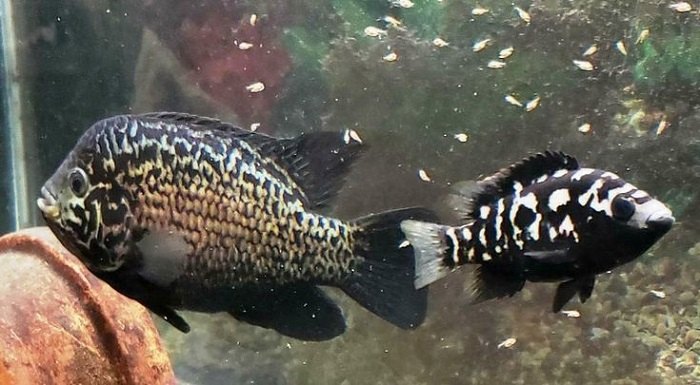 Cuban Cichlid Care Guide - Your Aquarium Place