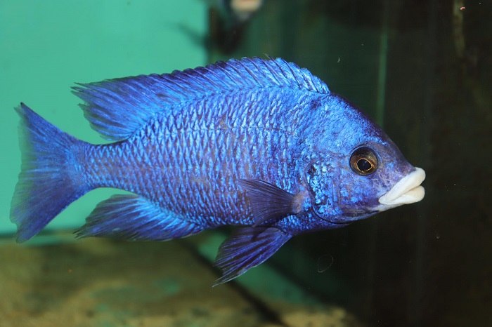 Star Sapphire Cichlid Care Guide Care Guide - Your Aquarium Place