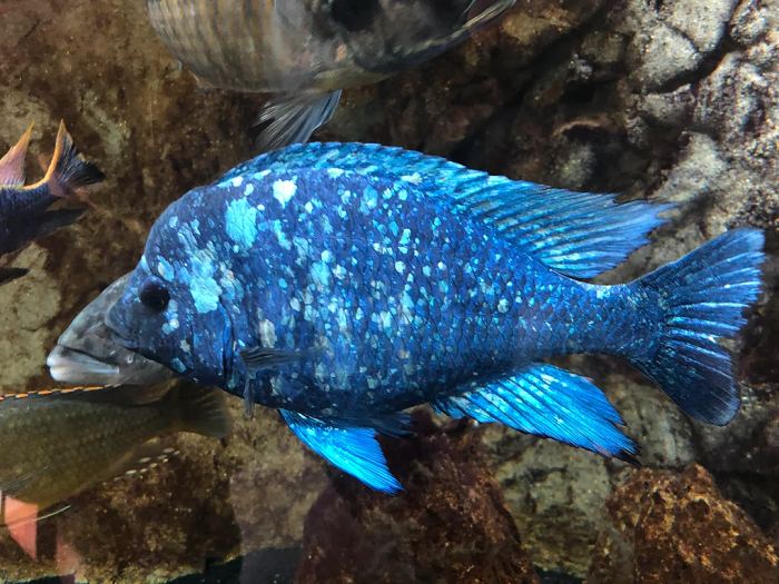 Star Sapphire Cichlid Care Guide Care Guide - Your Aquarium Place