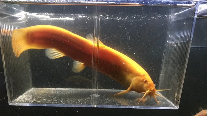 Read more about the article Golden Dojo Loach Care Guide